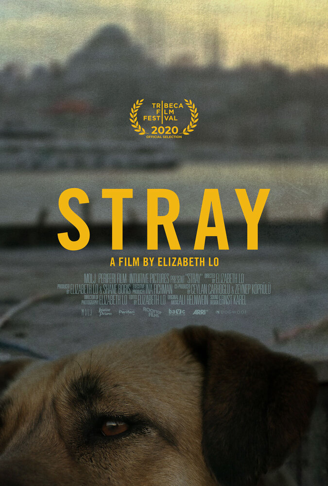 Stray (2020) постер