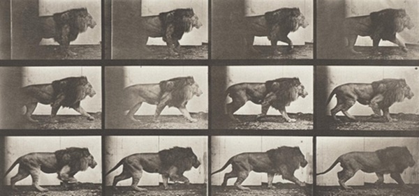 Lion Walking (1887) постер