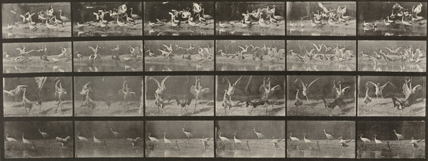 Storks, Swans, etc. (1887) постер