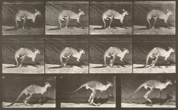 Kangaroo Walking on All Fours, Changing to Jumping (1887) постер